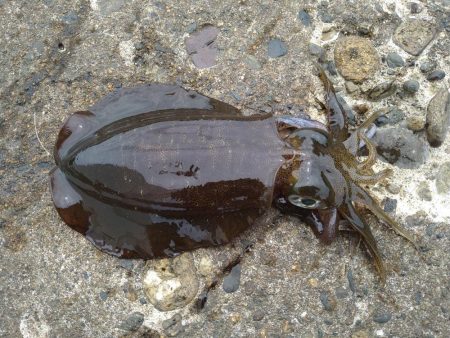 新タックルでの初釣果